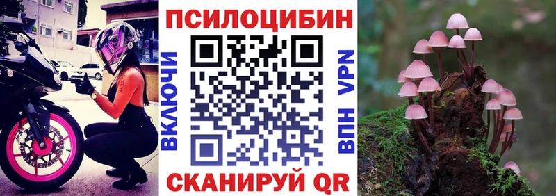 Псилоцибиновые грибы Cubensis  Гдов 